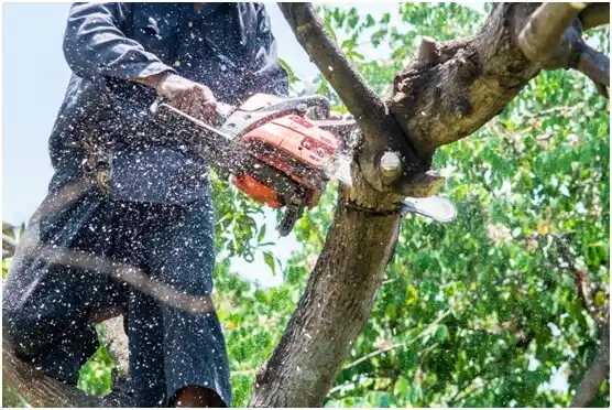 tree services Saluda